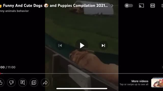 Funny Dogs Compilation! Try not to Laugh Challenge