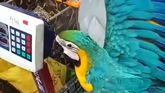 Beautiful Talking Parrot