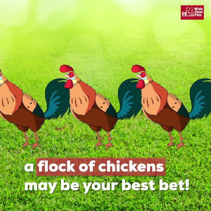 Tick control: Chickens and guinea hens are the answer