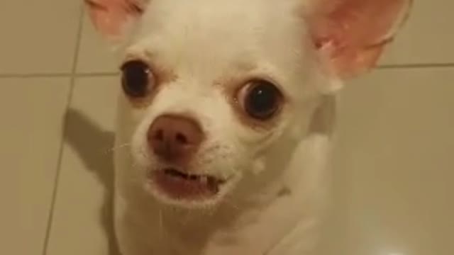 Fast Learner Chihuahua