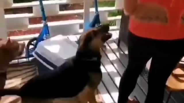 Funny Videos of Dogs Episode III