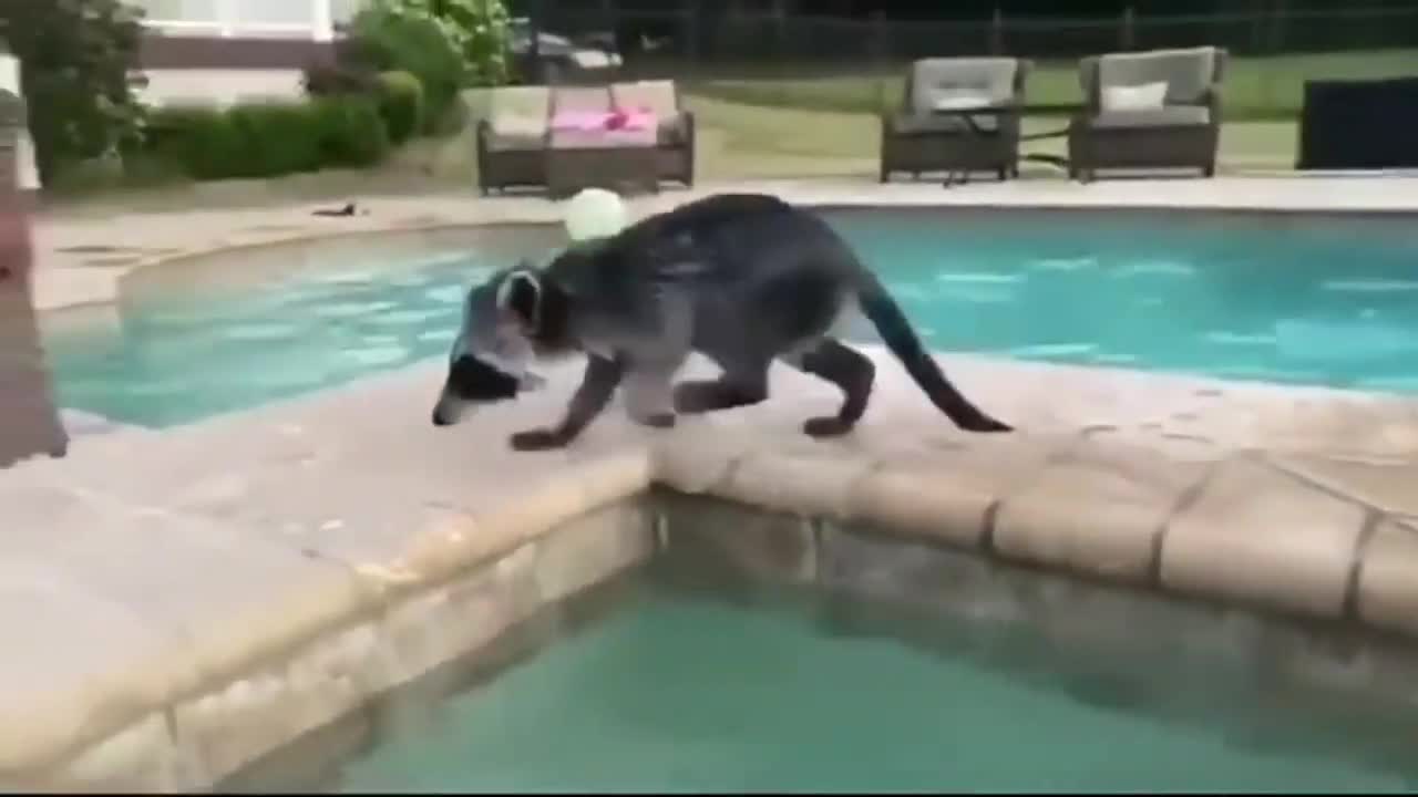 Funney animels