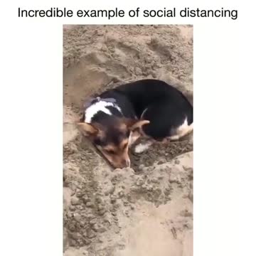 Puppy digs a hole in the sand, decides to nap there