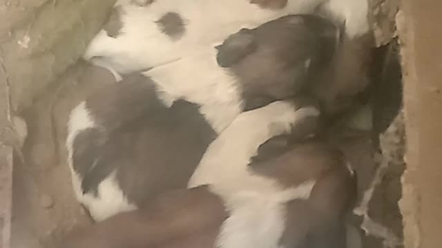 Puppys dogs sleep together part 3