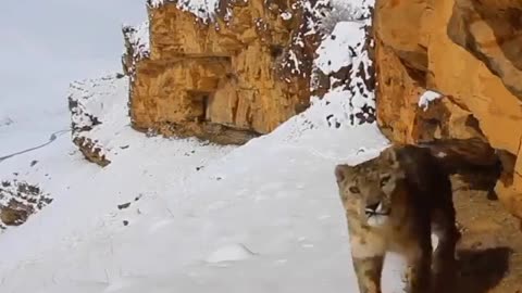 Wildlife in closer view with a natural perspective.