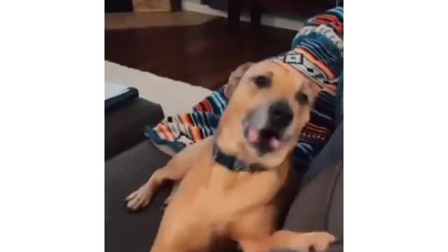 Funny animal video 2022 🤣🐕