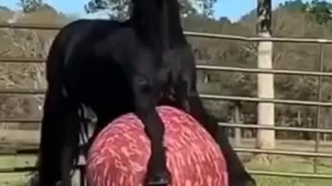 Funny horse playing game