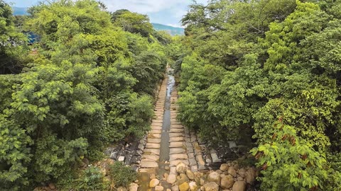 Serene Escape: A Peaceful Stream Surrounded by Lush Trees 🌲💦