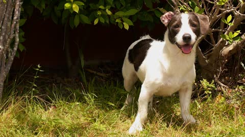 Cute dog playing around