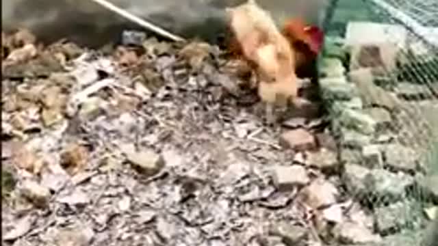 Dog vs chiken figt