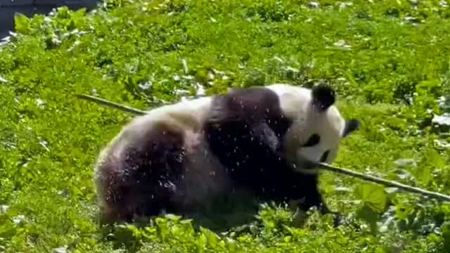 "Roll" is also a kind of kung fu