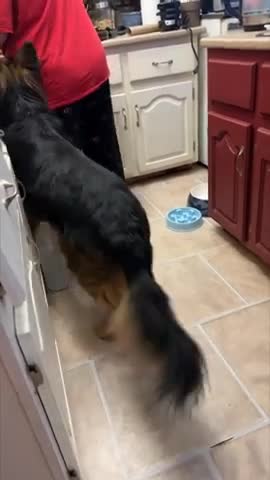 Dog Doesn’t Like the Electric Knife and Gets Afraid of It Every Time It Makes a Sound