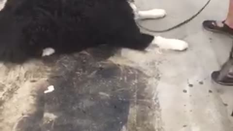 White dog sitting down and rolling over for snack