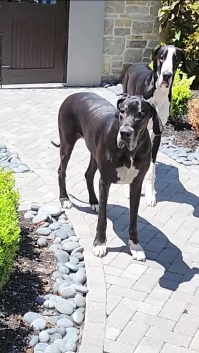 WARNING: Don't Say THIS to your Great Dane!?!