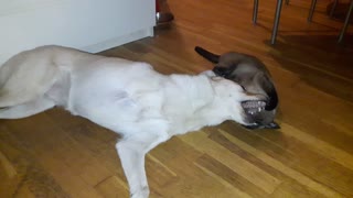 Doggie wants to play with kitty