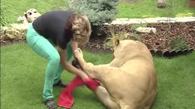 Lion attacks man at home-NEW-extended version