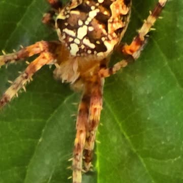 Beautiful cross spider crawling around on a leaf in close-up.