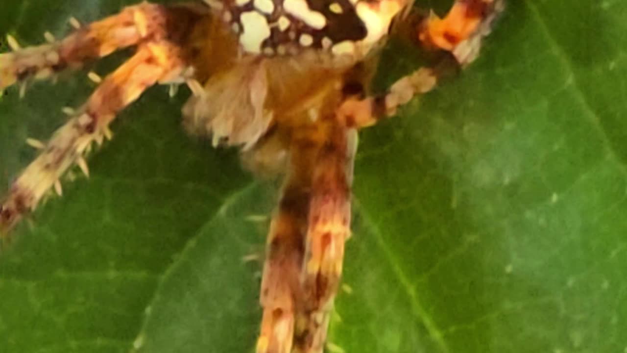 Beautiful cross spider crawling around on a leaf in close-up.