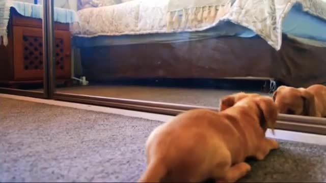 Dog "Bravo" | funny animals videos