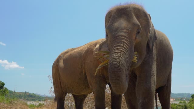 #Elephants beautiful