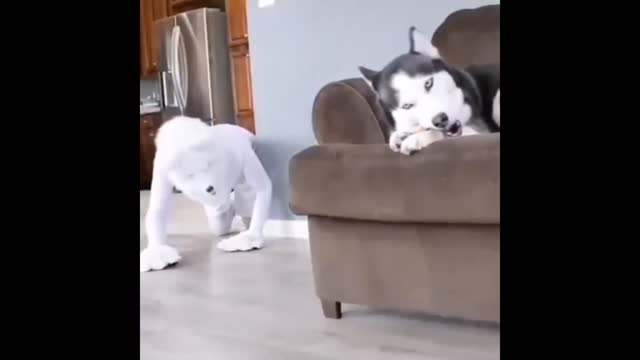 Funny dog video