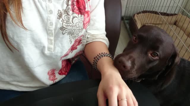 Labrador makes it difficult to work from home