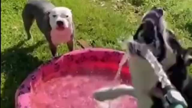 Dog Jumps in Excitement and Other Waits Patiently While Kiddy Pool Gets Filled For Them