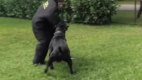 125-Lb Cane Corso PROTECTS Suitcase Full of Money