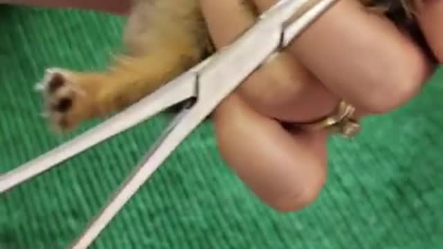 Rescue Botfly Larvae Removed From Cats #1