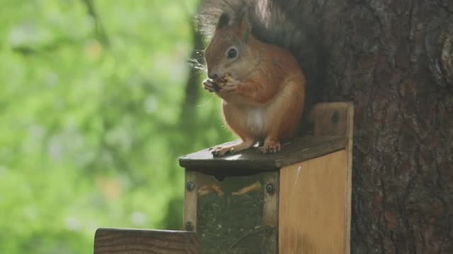 Squirrel enjoys the fresh sheets | funny animal videos!