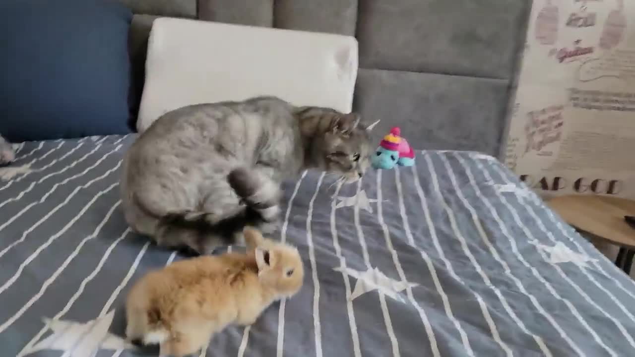 Little Rabbit thinks that the Cat is his Mom.