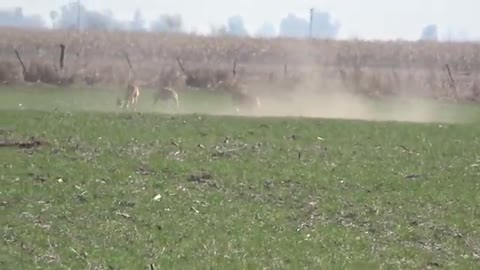 Galgos de campo