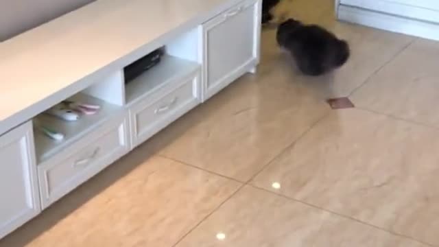 hungry kittens