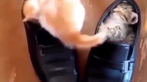 Spontaneous Chowie Struggling To Fit Inn The Shoe
