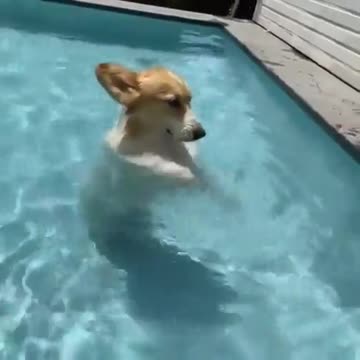 Dog in the pool