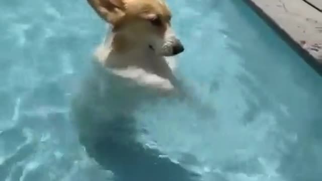 Dog in the pool