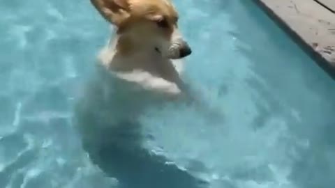 Dog in the pool