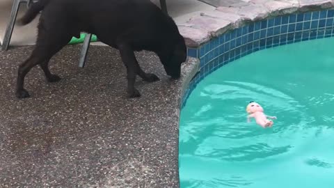 Dog Throws Doll into the Drink