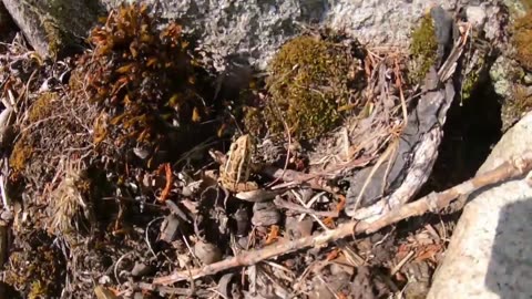 Fast Frogs