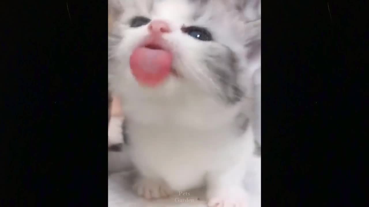 ♥So Cute baby Cats ♥