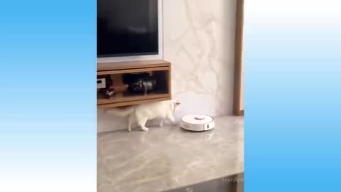 Funny pets in the house