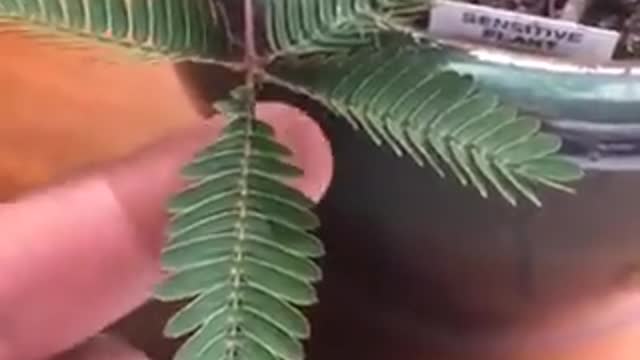 Who always tuch this sensitive plants?