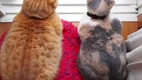 What are you looking at guys ?🤣🤣🤣🤣