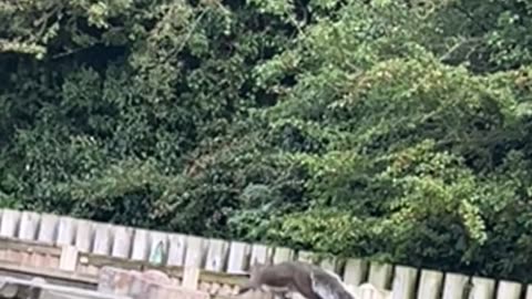 Hey Diddle Diddle, The Squirrel Ran Away With The Spoon