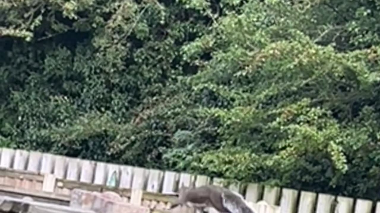 Hey Diddle Diddle, The Squirrel Ran Away With The Spoon