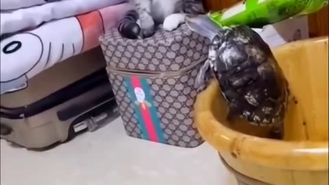 Best Funny Videos 2022 😂 - Funniest Cat And Quechua