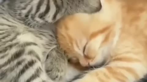 Cute funny kitten