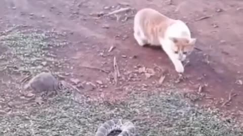 Funny animals video😂🤣