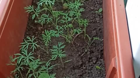 Dill on the balcony