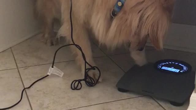 Dog Flipping Out On Scale Is All Of Us After The Holidays